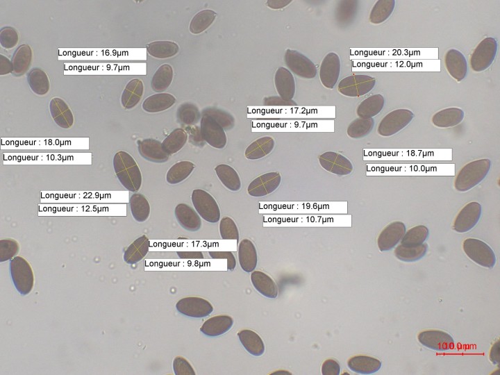 Protostropharia.jpg