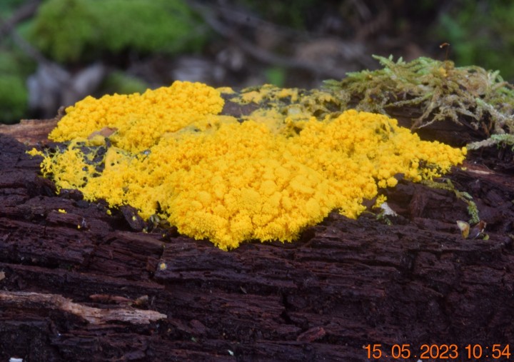 DSC_3315.JPG