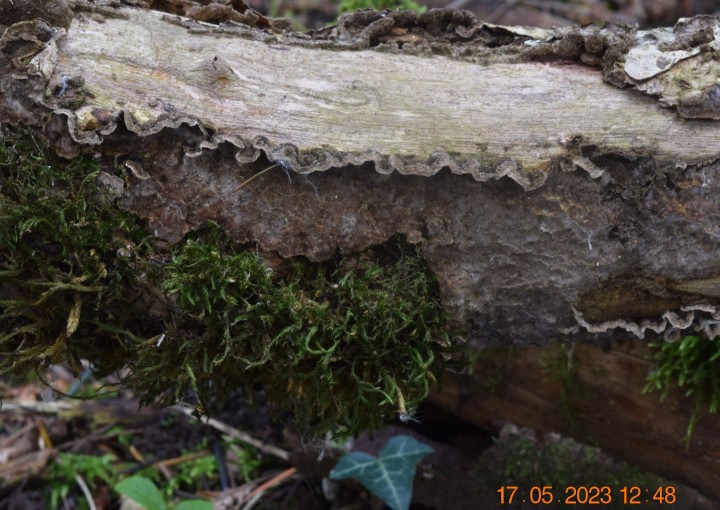 DSC_3318.JPG