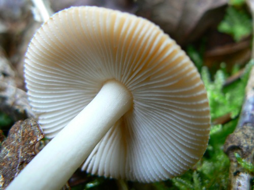 amanite_4.jpg