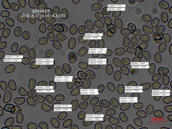 spores.jpg
