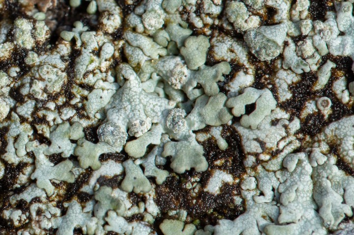 Lichen-3.jpg