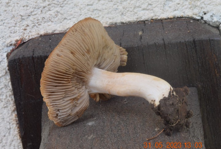 DSC_3368.JPG