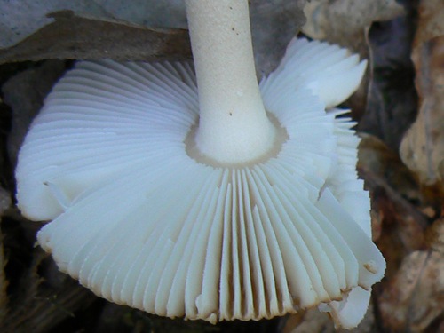 amanite_2.jpg