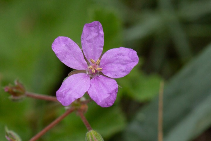 eRODIUM-3.jpg
