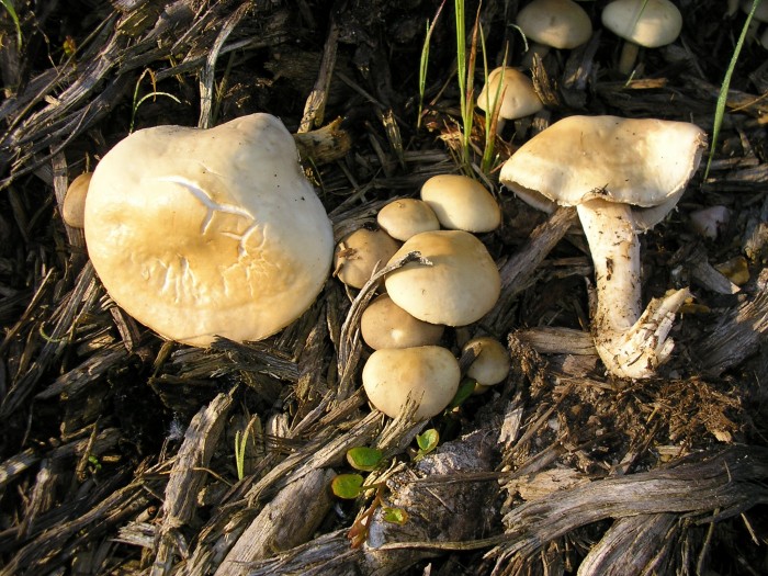 P5010007.JPG