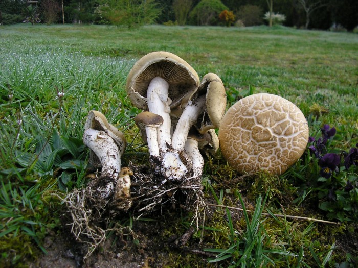 Agrocybe sp 1.JPG