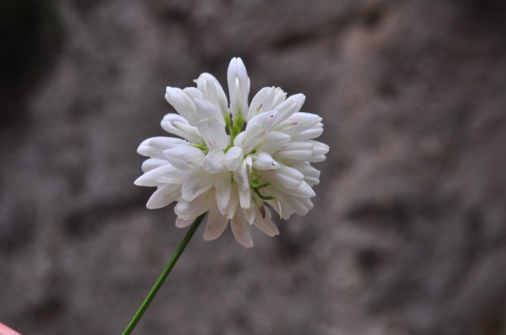 DSC_0212.jpeg