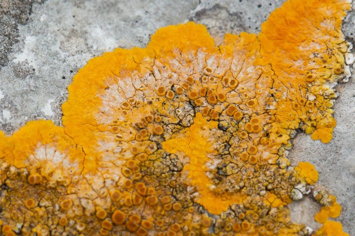 Lichen-2.jpg