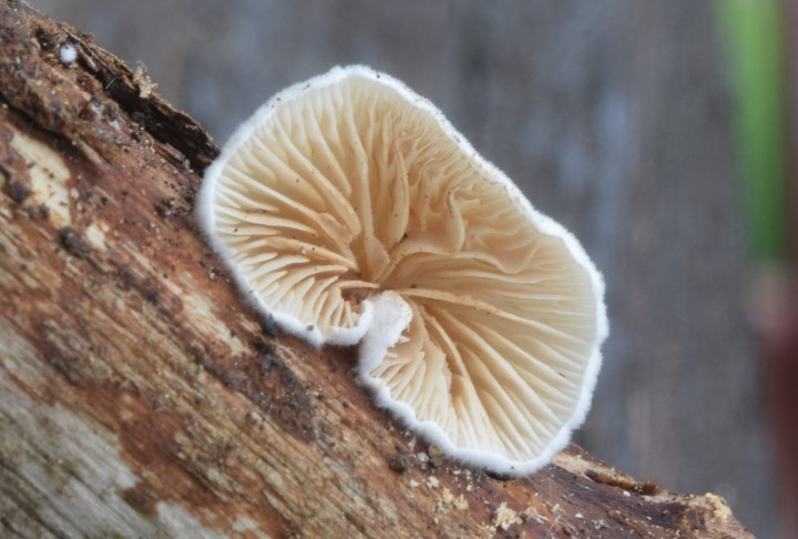 DSC_3375.JPG