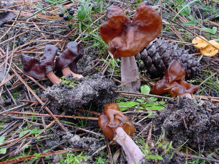 gyromytra infula  021201 .JPG