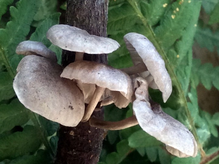 Cliquer sur l'image pour agrandir