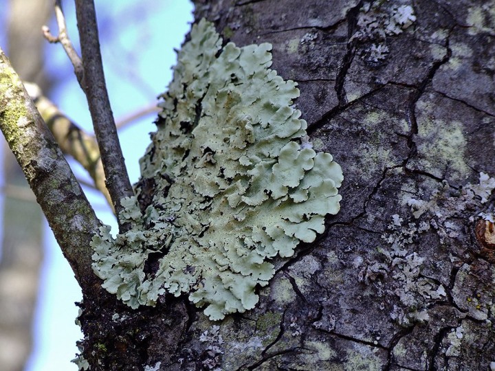 Lichen_Lavours_29_mars_2010.jpg