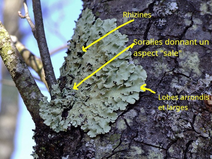 Lichen_Lavours avec flèches.jpg