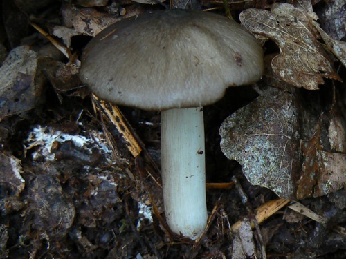 tricholome_1.jpg
