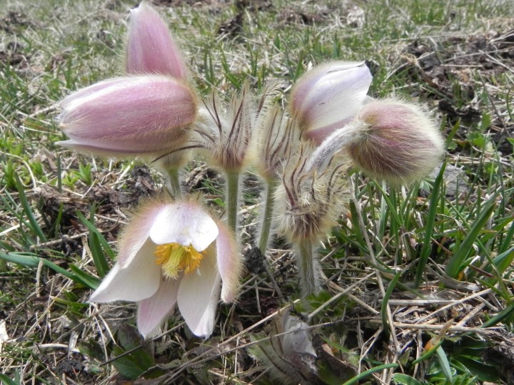 Pulsatilla vernalis