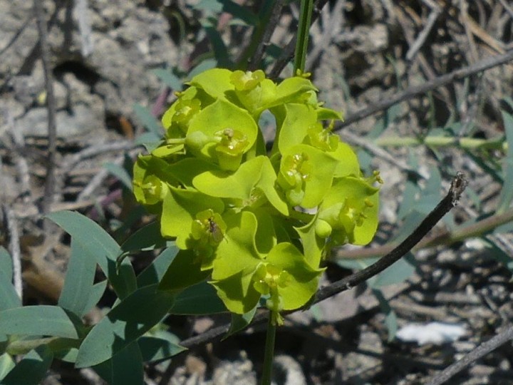 P1130096_DR.JPG