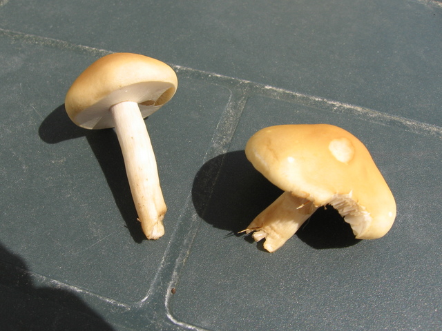 img0001y.jpg