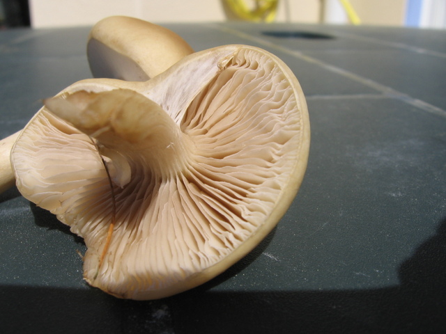 img0005lfq.jpg