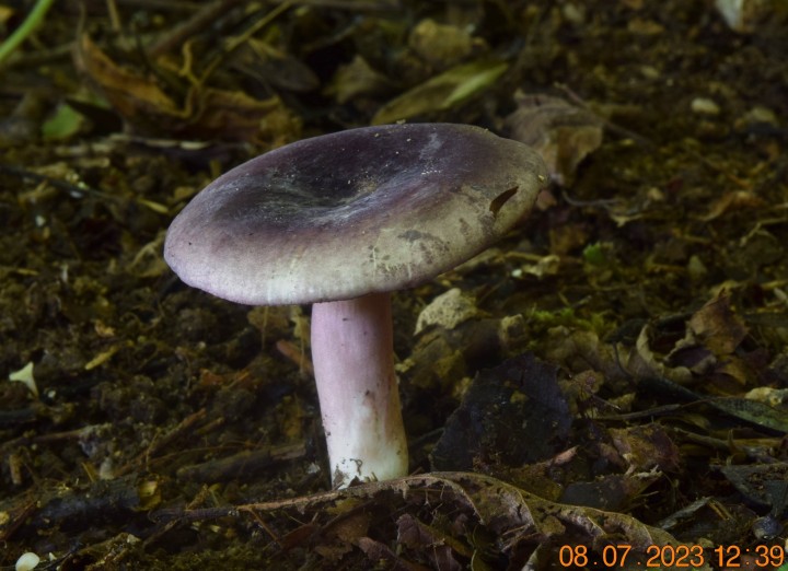 DSC_3435.JPG
