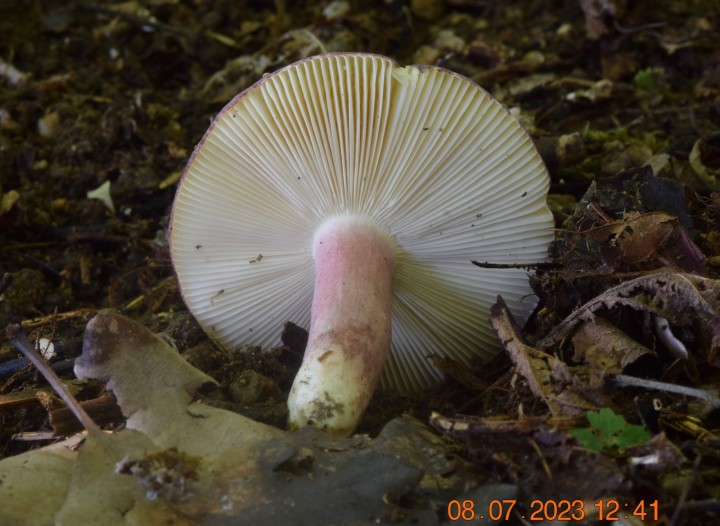 DSC_3437.JPG