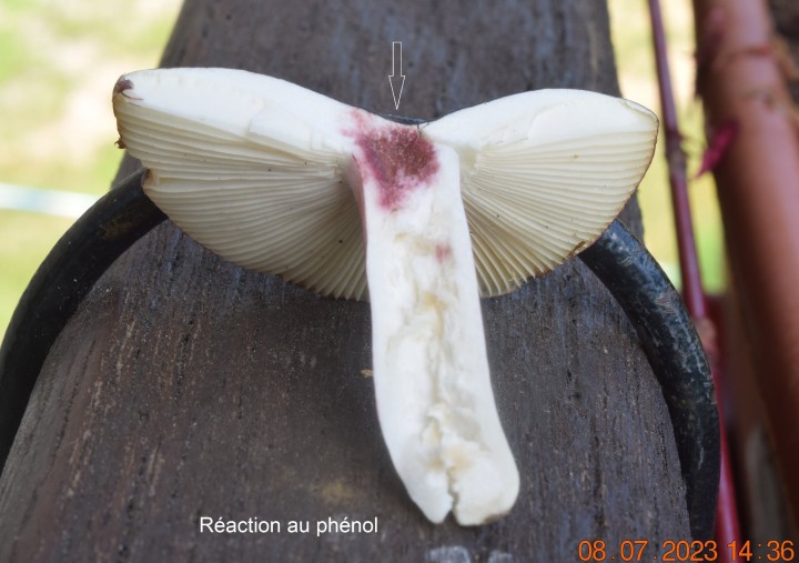 DSC_3446.JPG