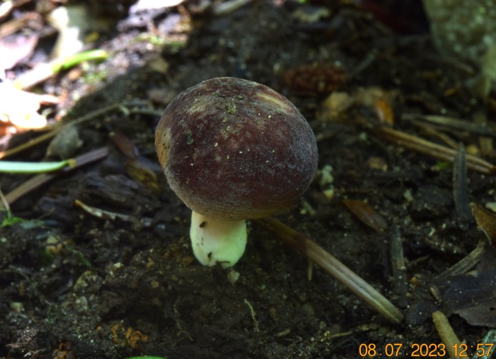 DSC_3443.JPG