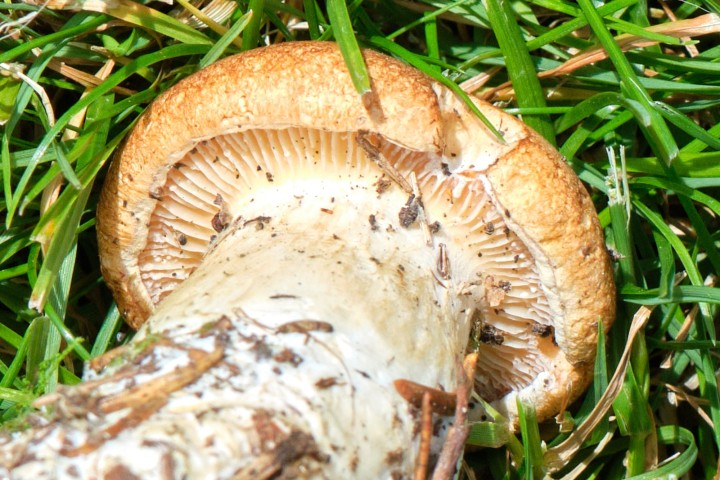 DSCF9695.jpg