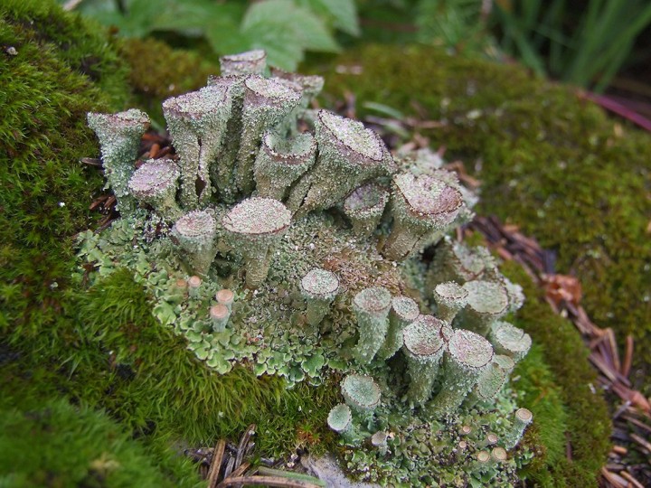Cladonia_pixydata_02.JPG