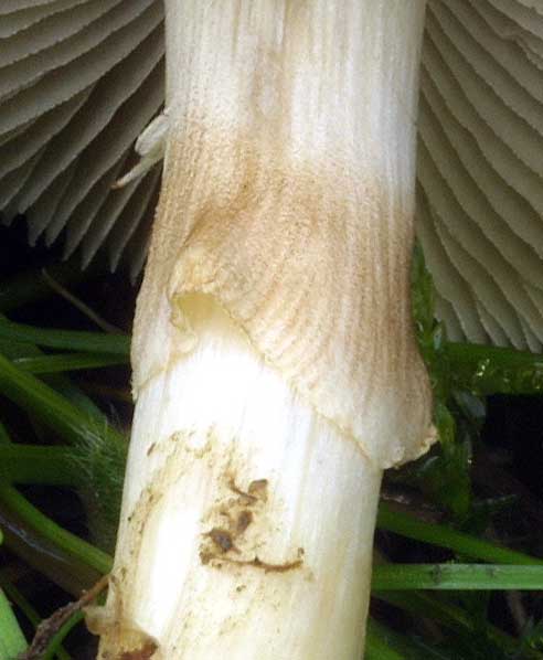 praecox-2.jpg