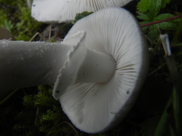 DSCN9016.JPG