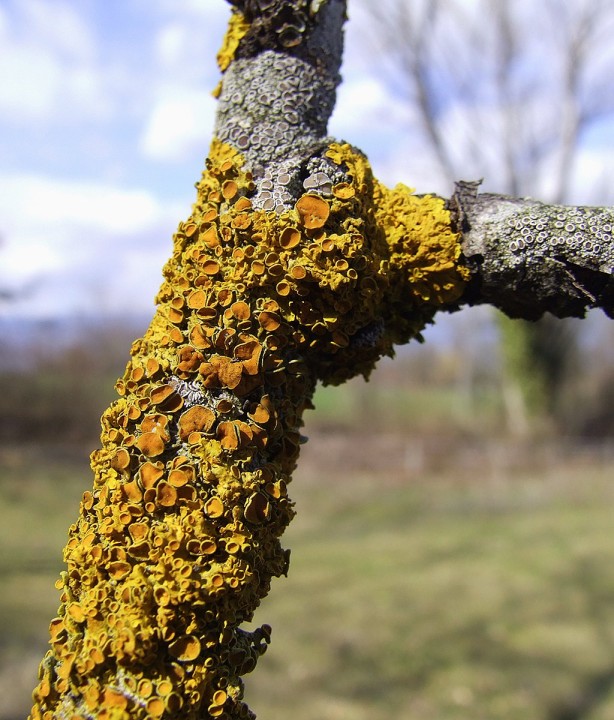Xanthoria_parietina.JPG