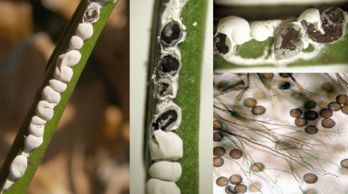 Diderma globosum var europaeum.jpg