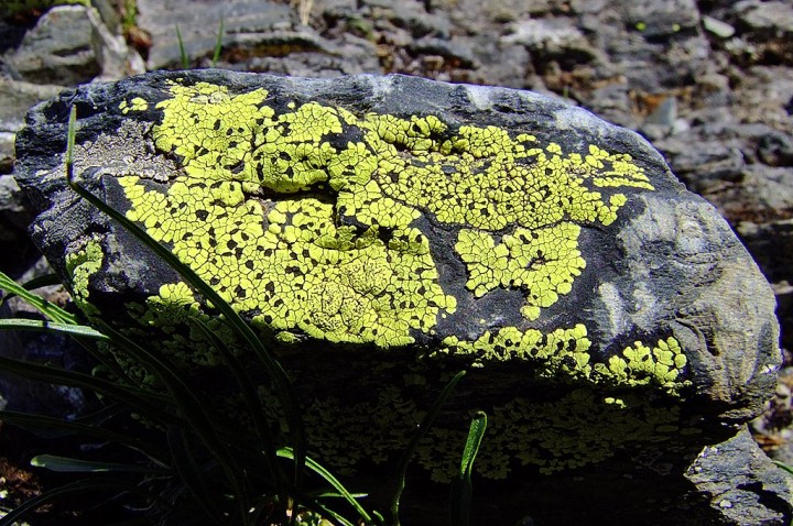 Rhizocarpon_geographicum_02.jpg