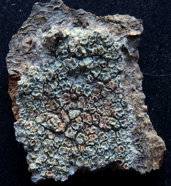 lecanora parasité.JPG