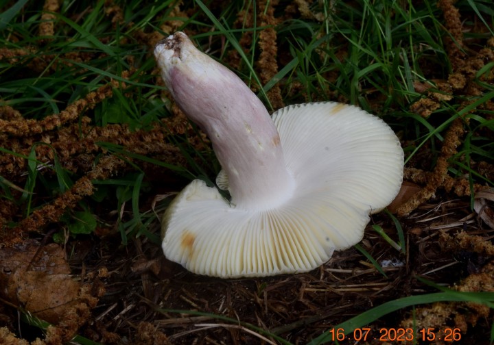 DSC_3462.JPG