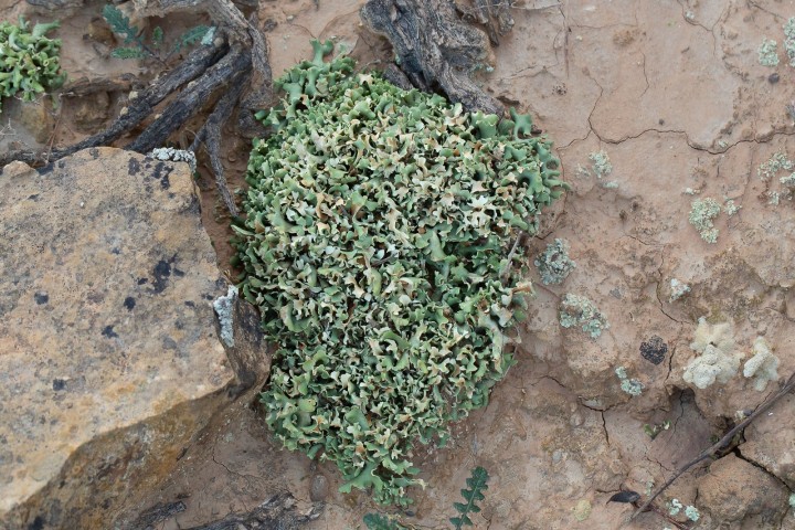 lichen.jpg