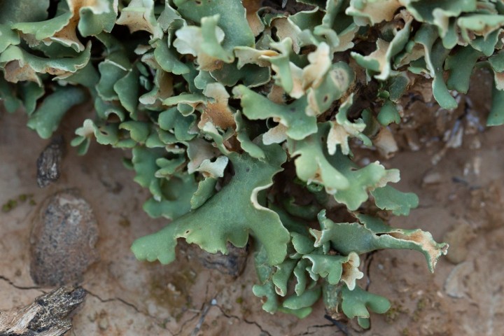 lichen-2.jpg