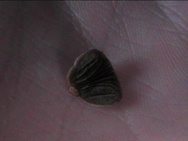 PIC_0397.JPG