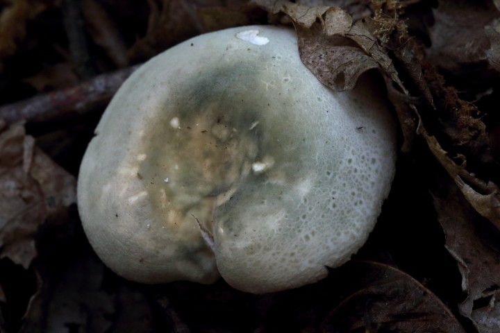 4X6A4819-o1.JPG