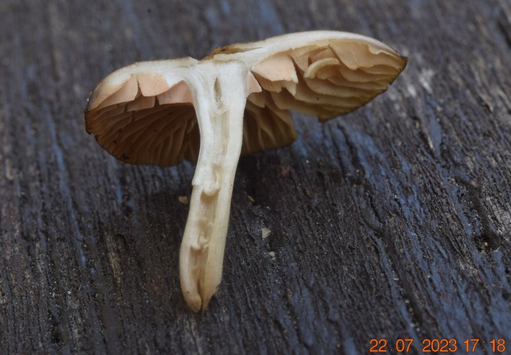 DSC_3496.JPG