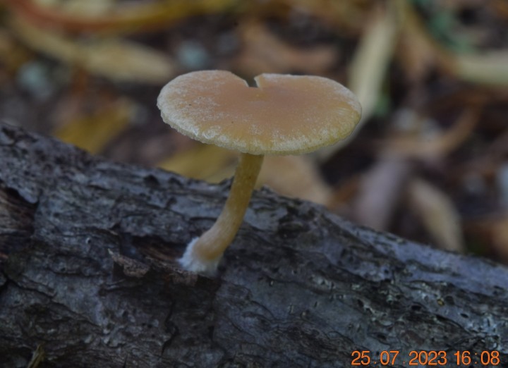DSC_3517.JPG