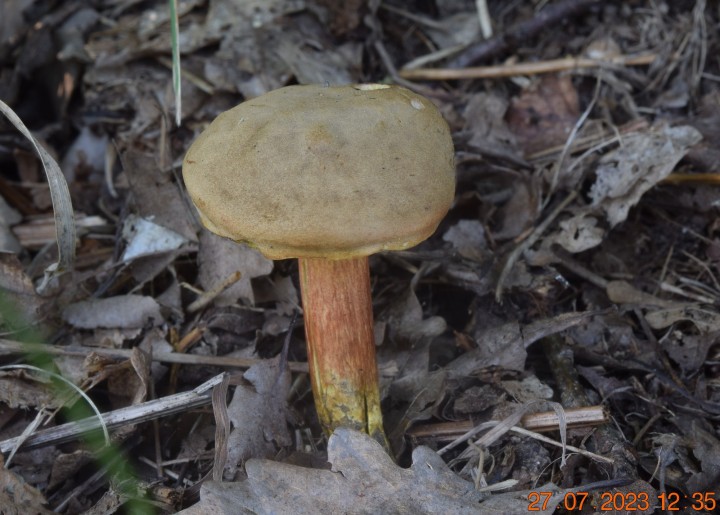 DSC_3528.JPG
