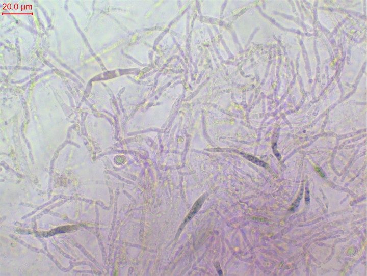 dermatos-005.jpg