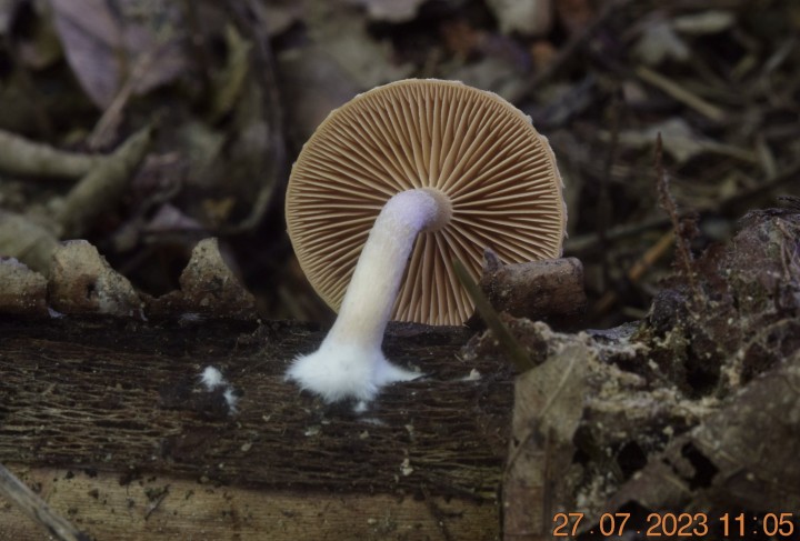 DSC_3527.JPG
