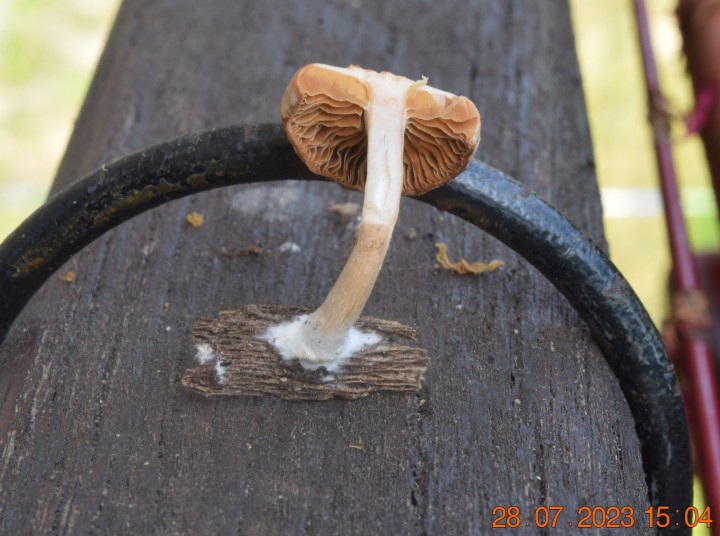 DSC_3530.JPG
