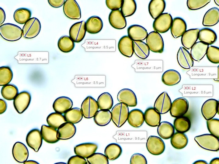 spores