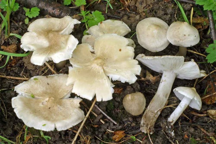 inocybeoides.jpg