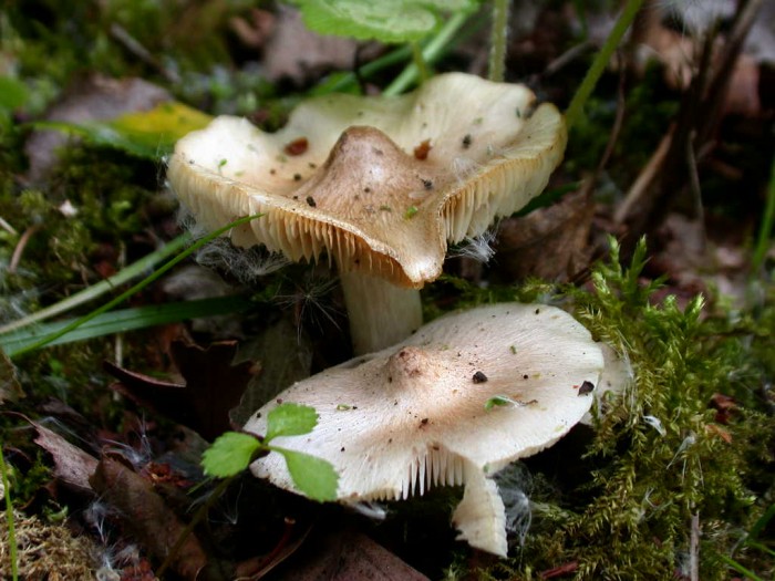 Tricholoma  xxx SOLEILMONT   3 Mai2009 136.jpg
