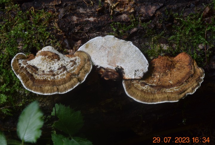 DSC_3533.JPG